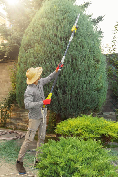 Tree Root Removal in Jasper, GA